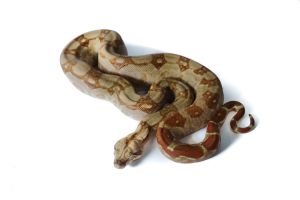 Boa c.imperator , Sonora albinos T+